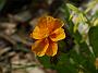 Helianthemum Bronzeteppich